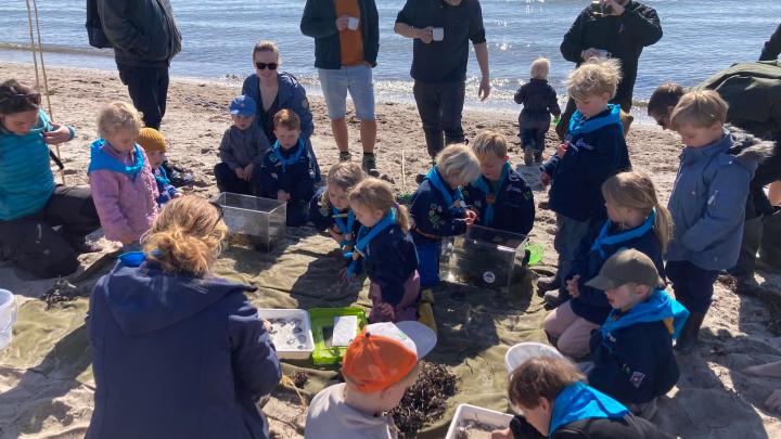 Familiespejdere undersøger dyr på stranden og smager på naturen